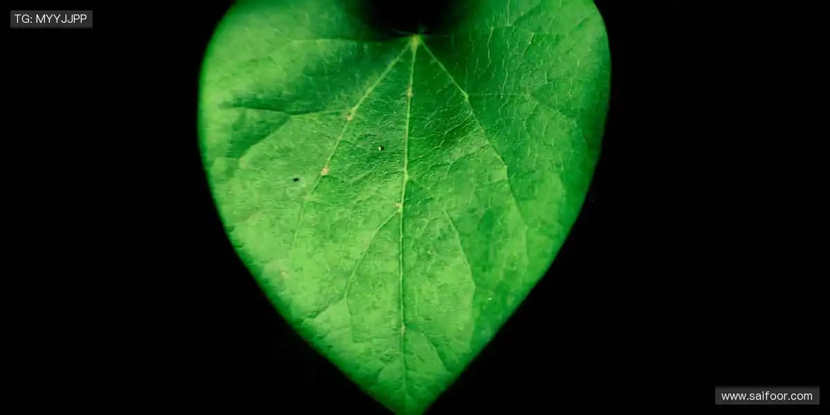 🎧戴上它，沉浸式感受赛场的每一次呼吸！